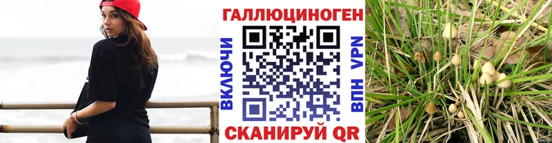Псилоцибиновые грибы Psilocybe  Приволжский 